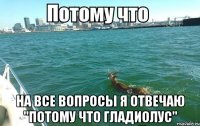  На все вопросы я отвечаю "Потому что гладиолус"