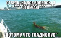 Ответы на все вопросы я отвечаю "Потому что гладиолус"