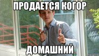 ПРОДАЕТСЯ КОГОР ДОМАШНИЙ