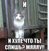 и и хуле что ты спишь? мяяяу!!