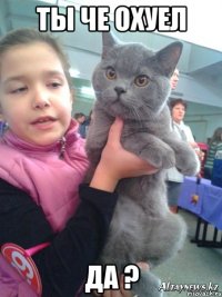 ты че охуел да ?
