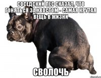 соседский пес сказал, что гоняться за хвостом - самая крутая вещь в жизни сволочь
