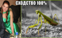 СХОДСТВО 100% 