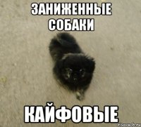 заниженные собаки КАЙФОВЫЕ