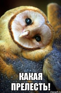  какая прелесть!