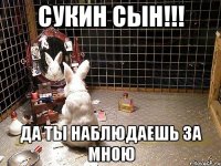 сукин сын!!! да ты наблюдаешь за мною