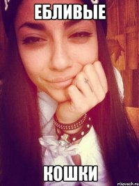 Ебливые Кошки