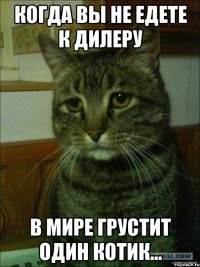 Когда вы не едете к дилеру в мире грустит один котик...