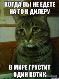 Когда вы не едете на ТО к дилеру в мире грустит один котик