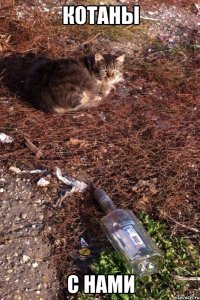 котаны с нами
