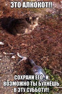 Это АлкоКот!! Сохрани его , и возможно ты бухнёшь в эту субботу!!