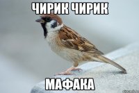 чирик чирик мафака