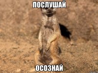послушай осознай