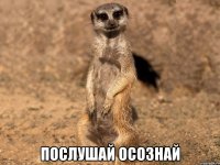  послушай осознай