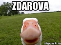 zdarova 