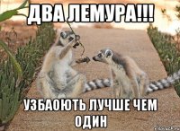 ДВА ЛЕМУРА!!! УЗБАОЮТЬ ЛУЧШЕ ЧЕМ ОДИН