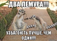 ДВА ЛЕМУРА!!! Узбагоють лучше, чем один!!!