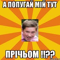 А попугай мій тут прічьом !!??