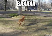 Вахаха 