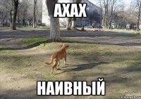 Ахах Наивный