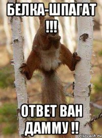 белка-шпагат !!! ОТВЕТ ВАН ДАММУ !!