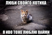 люби свойго котика я иво тоже люблю пайми
