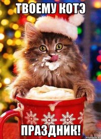 твоему котэ праздник!