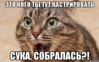 это кого ты тут кастрировать сука, собралась?!
