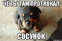 Чё ты там протявкал сосунок