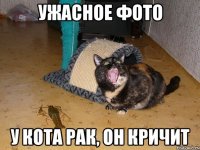 ужасное фото у кота рак, он кричит