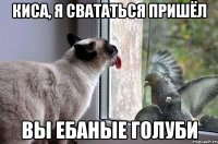 киса, я свататься пришёл вы ебаные голуби