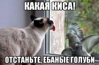 какая киса! отстаньте, ебаные голуби