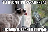 ты посмотри какая киса! отстаньте, ебаные голуби