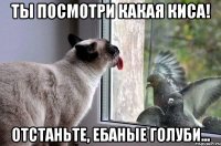 ты посмотри какая киса! отстаньте, ебаные голуби...