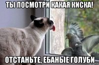 ты посмотри какая киска! отстаньте, ебаные голуби
