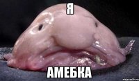 я амебка