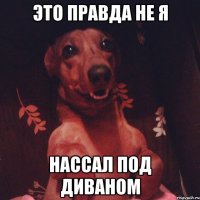 Это правда не я нассал под диваном