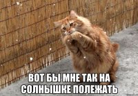  вот бы мне так на солнышке полежать
