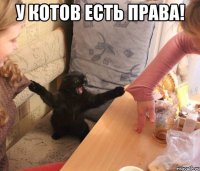У котов есть права! 