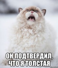  он подтвердил, что я толстая