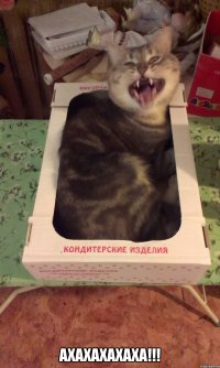  АХАХАХАХАХА!!!