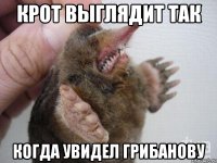 крот выглядит так когда увидел грибанову