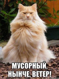 мусорный, нынче, ветер!