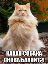  какая собака снова баянит?!