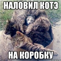 наловил котэ на коробку