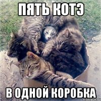 пять котэ в одной коробка