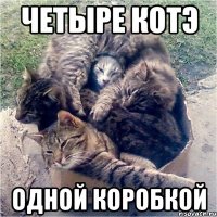 четыре котэ одной коробкой