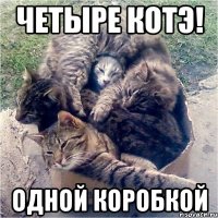 четыре котэ! одной коробкой