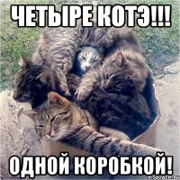 четыре котэ!!! одной коробкой!