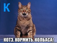  котэ, кормить, колбаса!